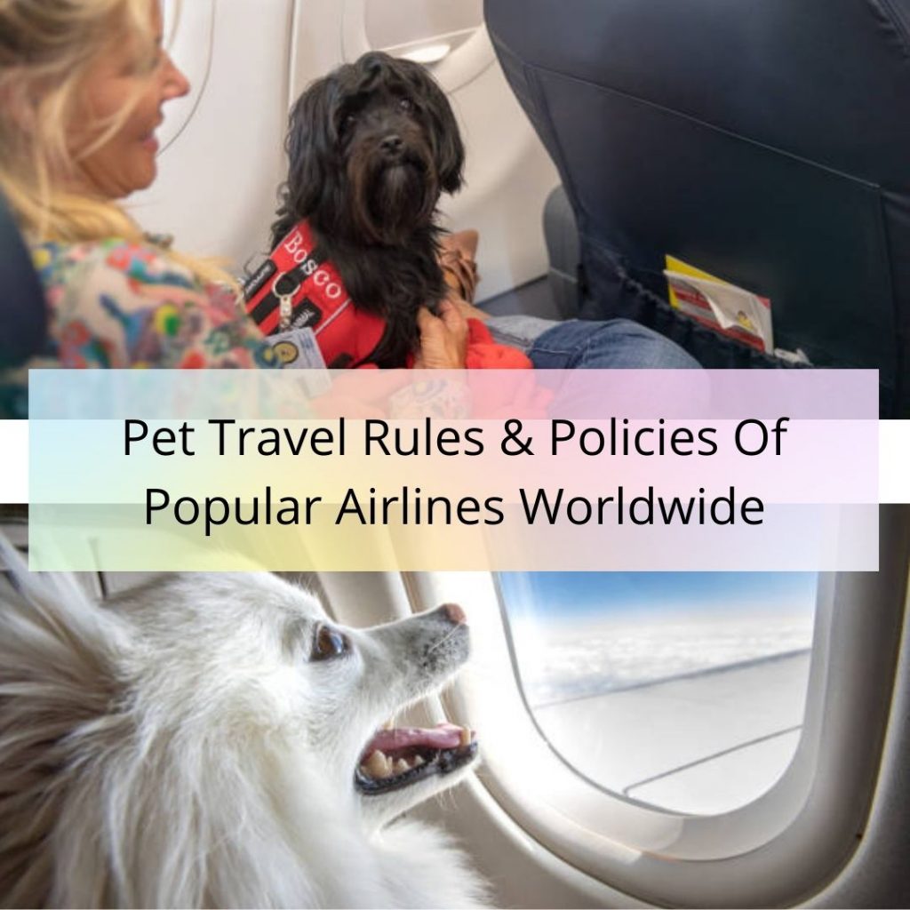 Airline Pet Policies: Travel Rules & Policies of Airlines Worldwide - TFB